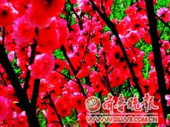 ���Ļ��_�M�@��(�Y��Ƭ)